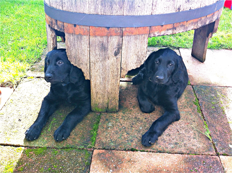 Im Neuen Zuhause Angekommen Splashing Water s Flatcoated Retriever